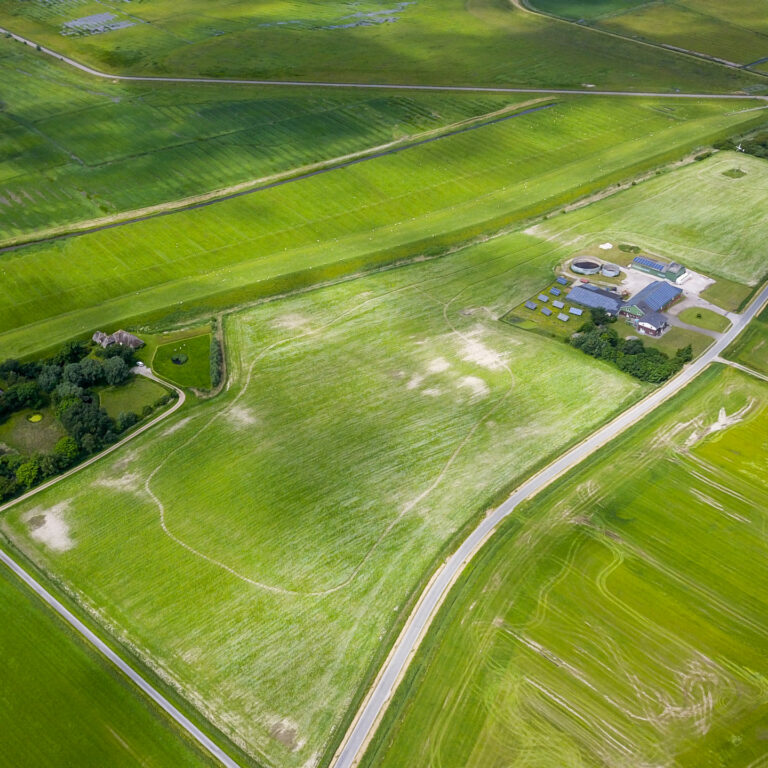Bienenhafen 2021 Blumenwiese von SPR gegen Bienensterben